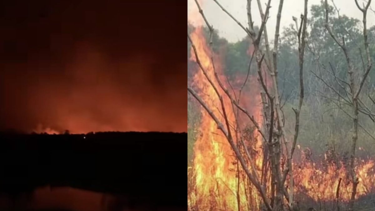 Lahan Kering dan Bergambut, Petugas Masih Berjibaku Padamkan Api di Taman Nasional Way Kambas