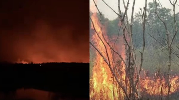 Lahan Kering dan Bergambut, Petugas Masih Berjibaku Padamkan Api di Taman Nasional Way Kambas