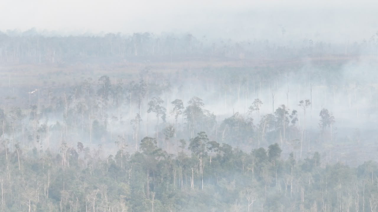 BPBD bersama tim gabungan berusaha memadamkan karhutla di Kabupaten Bulungan, Provinsi Kalimantan Utara, Selasa (18/8). Sumber foto: BPBD Kabupaten Bulungan