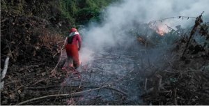 Perkembangan Situasi dan Penanganan Bencana di Tanah Air, Penanganan Karhutla